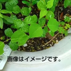 ナンキンハゼ　5苗　No.7のサムネイル