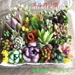 多肉植物♡おまかせ韓国苗セダム詰め合せ♡ちまちま寄せ植えカット苗セットg