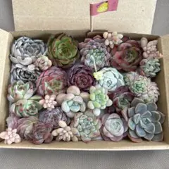 ゆうゆうメルカリ便 多肉植物 カット苗とセダム寄せ植えセット - メルカリ