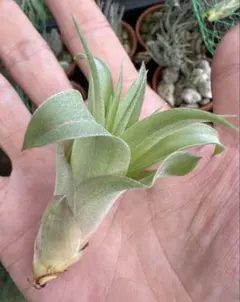 Apretado RFI x Ionantha Peanut TI 速達 - メルカリ