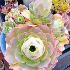 艶兎‪⿻*.出品‼️アエオニウム　抜き苗　メルカリ便 アエオニウム大きめ抜き苗セット メルカリ便で発送 - メルカリ