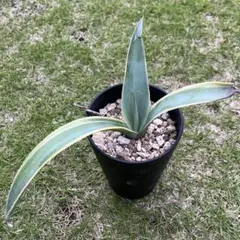 サンスベリア scimitariformis R944 v B - メルカリ