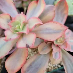 2025年最新】スヨン錦の人気アイテム - メルカリ