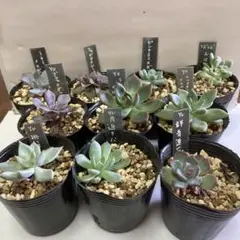 2025年最新】優木園の人気アイテム - メルカリ