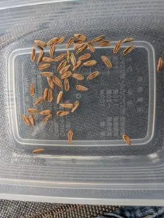 自家採種した超新鮮な パキポディウム 恵比寿大黒 の種子10粒 - メルカリ