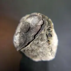 三葉虫　化石　fossil　ボリビア産　trilobite　ノジュール識別①のサムネイル