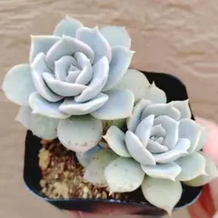 MTY様　メランコリー　すみれ牡丹　抜き苗　多肉植物　ゆうパケポスト又はmini