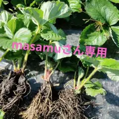 いちご苗 とよのか20株masamuさん専用