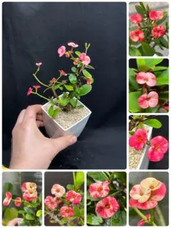 桜レイ様 リクエスト 2点 まとめ商品