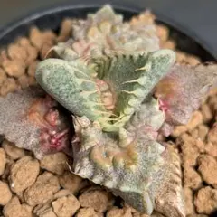 速達発送☆merry様 リクエスト 2点 まとめ商品