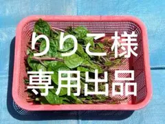 りりこ様専用出品　採りたてつるむらさき