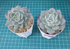 2026年最新】ざわわ×沙羅姫牡丹の人気アイテム - メルカリ