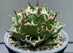 アガベ ホリダ 極上株 極上強刺 Agave horrida 球状株 - メルカリ
