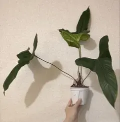 Anthurium decipiensのサムネイル