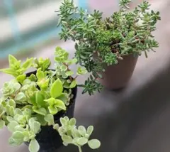 多肉植物 花団錦 姫秀麗 カット苗 - メルカリ