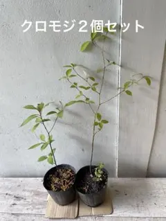 クロモジ　苗　山採り　黒文字のサムネイル