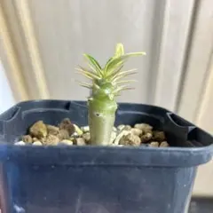 2026年最新】パキポディウム アンボンゲンセの人気アイテム - メルカリ