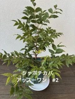 2026年最新】ジャボチカバ小葉の人気アイテム - メルカリ