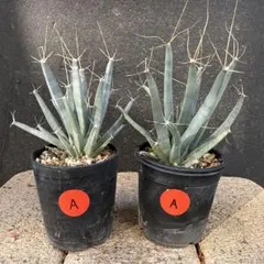 2025年最新】アガベ 実生 セットの人気アイテム - メルカリ