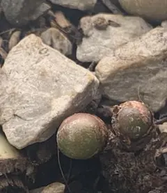 コノフィツム　ブルンネウム
