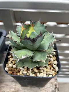 2026年最新】姫厳龍の人気アイテム - メルカリ