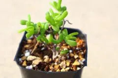 RIN様 リクエスト 3点 まとめ商品