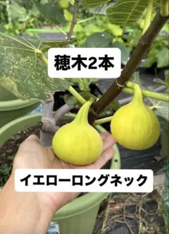 マイカル様 リクエスト 2点 まとめ商品