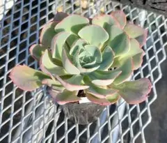 2025年最新】ペルシア 多肉の人気アイテム - メルカリ