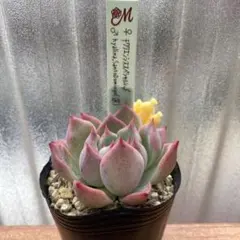 プーチン様 リクエスト 2点 まとめ商品