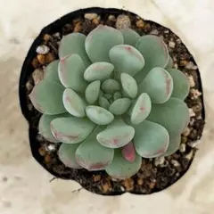 パールビーン　抜き苗　多肉植物　エケベリアのサムネイル