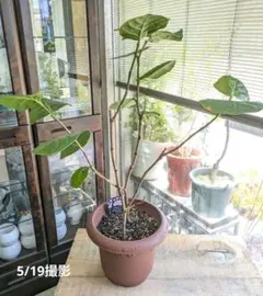 りんご様のサムネイル