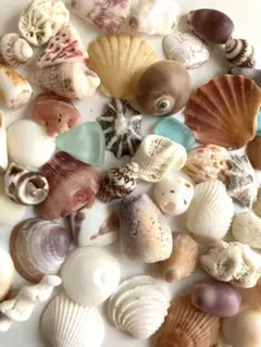色々貝殻　天然