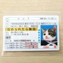 なめ猫 免許証 みけ子 なめんなよカード 《新品》 可愛い猫 写真 又吉 猫 2