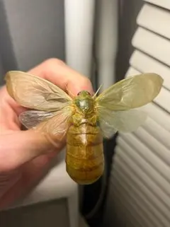 蜻蛉希少種】キマダラオオキバヘビトンボ オオアゴヘビトンボ 昆虫標本