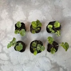 宿根草 ゲウム