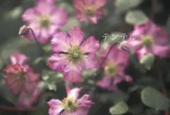 ✿クレマチス クローシュテプライド 大きめ鉢苗✿ - メルカリ