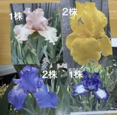 ⑤ジャーマンアイリス ピンク1株/黄2株/ふち紫色 1株/紫色　2株のサムネイル