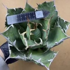 2025年最新】アガベ 白鯨 ボールの人気アイテム - メルカリ