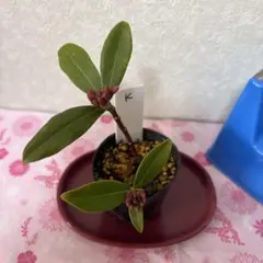 いちり様 リクエスト 2点 まとめ商品