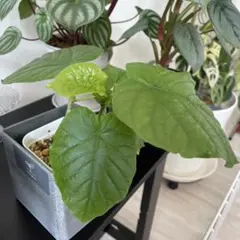 フィカス ウンベラータ 観葉植物のサムネイル