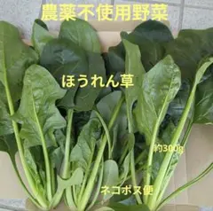 農薬不使用野菜　ほうれん草　約300g ネコポス便