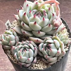 maasa様 リクエスト 6点 まとめ商品