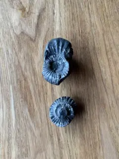 ネパール産のアンモナイト 肋（ろく）の保存状態にご注目！オールドコレクション！ネパール