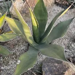 送料込み‼️アガベ アメリカーナ 華厳 大株 - メルカリ