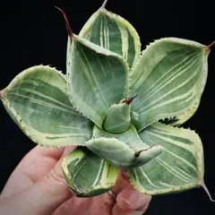 2026年最新】パリー アガベ トランカータの人気アイテム - メルカリ