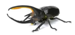 いきもの大図鑑 昆虫03 ネプチューンオオカブト