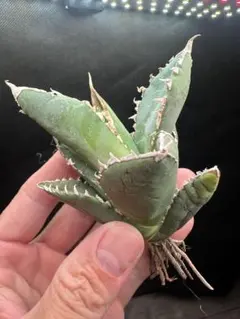 狼人_アガベ 中株 セール品_2