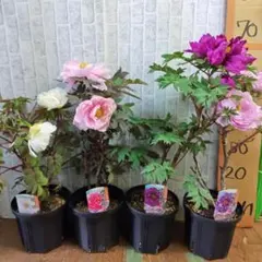 開花済み株⭐️牡丹4品種⭐️4鉢⭐️6号⭐️発送時開花中の花は落としますのサムネイル