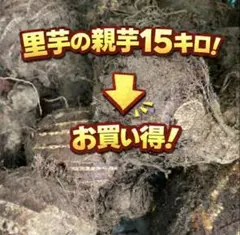 本日値下げ！ラスト！15キロ！お買い得！おいしい里芋の親芋！芋煮会に！！