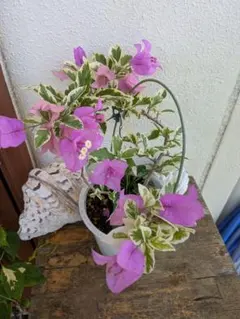 2025年最新】ブーゲンビリアの人気アイテム - メルカリ